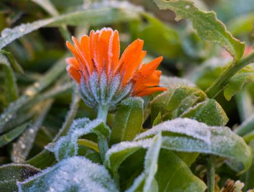 F7003   Flemming Agner Joergensen   Morgenfrue